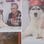 Chó Husky nổi giận khi tổ chức sinh nhật